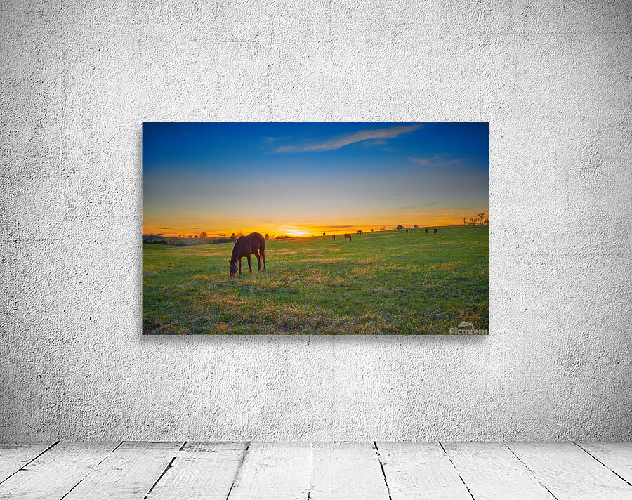 Thoroughbred Horses grazing Wall Preview