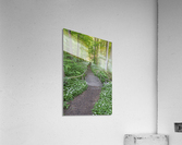 Wild Garlic Bridge Acrylic Print