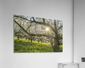 Cherry Blossom Acrylic Print