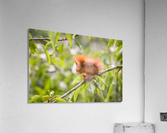 Squirrel Acrylic Print