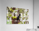 Blackbird Acrylic Print