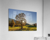 Autumn Tree Acrylic Print