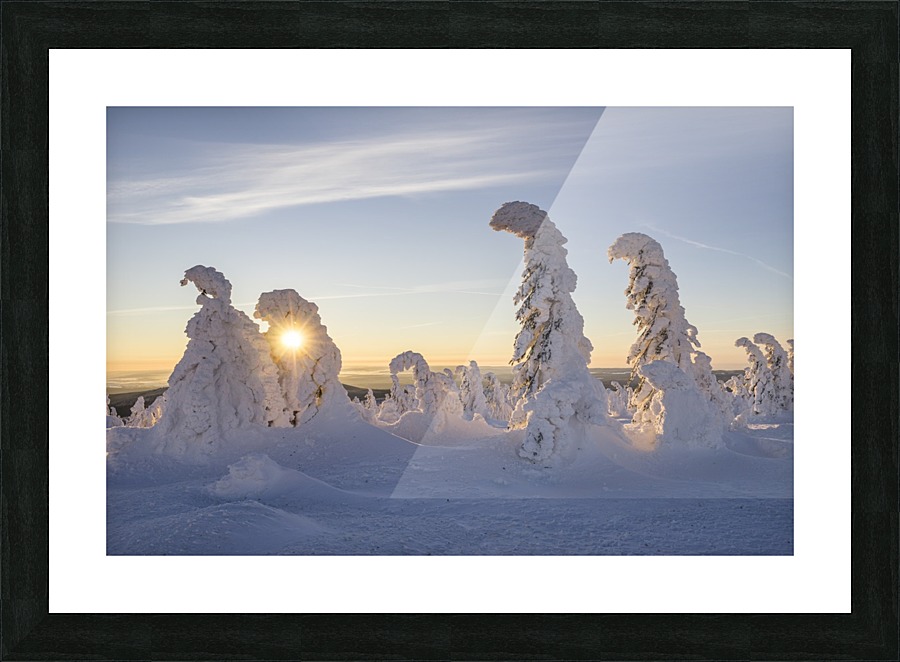 Winter Firs Picture Frame print