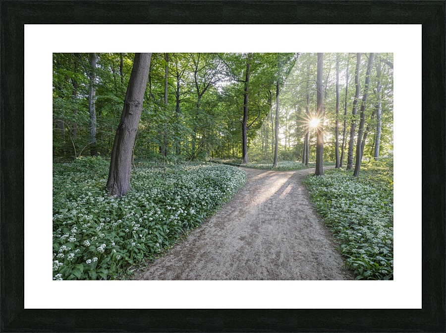 Wild Garlic Path Picture Frame print