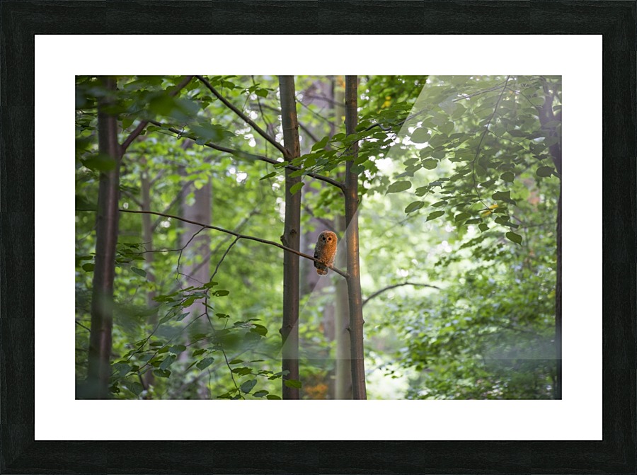 Little Owl Picture Frame print