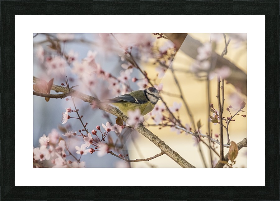 Blue Tit Picture Frame print
