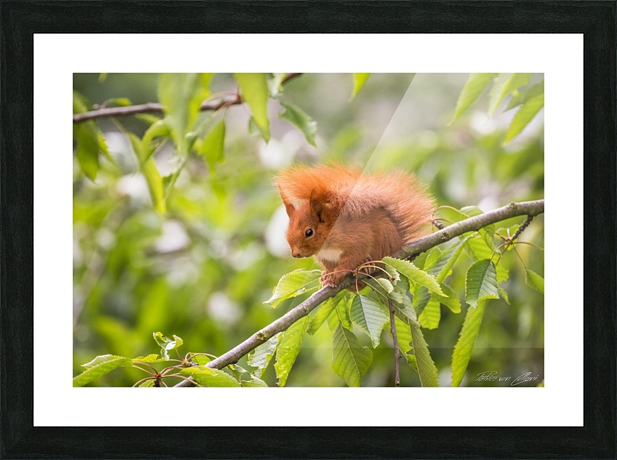Squirrel Picture Frame print