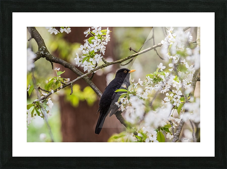 Blackbird Picture Frame print