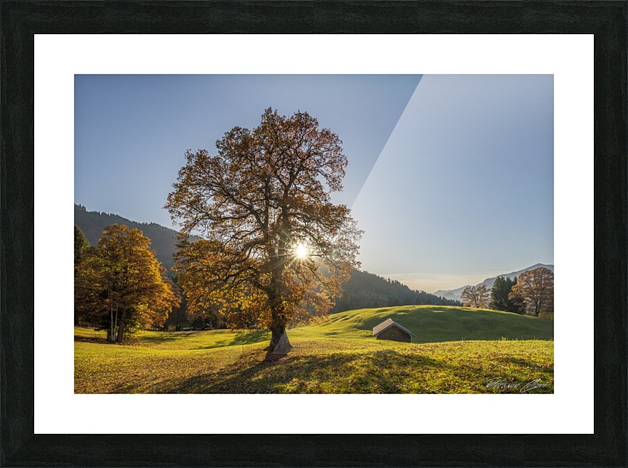 Autumn Tree Picture Frame print