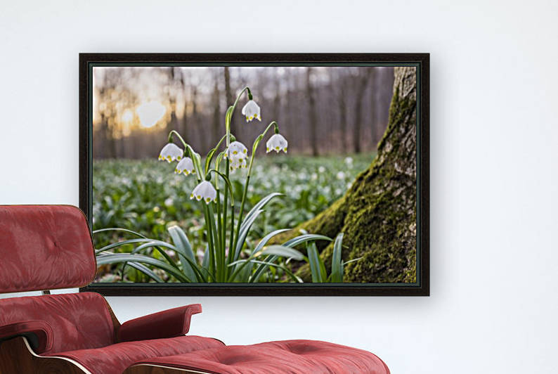 Leucojum vernum Spring Snowflake by Patrice von Collani