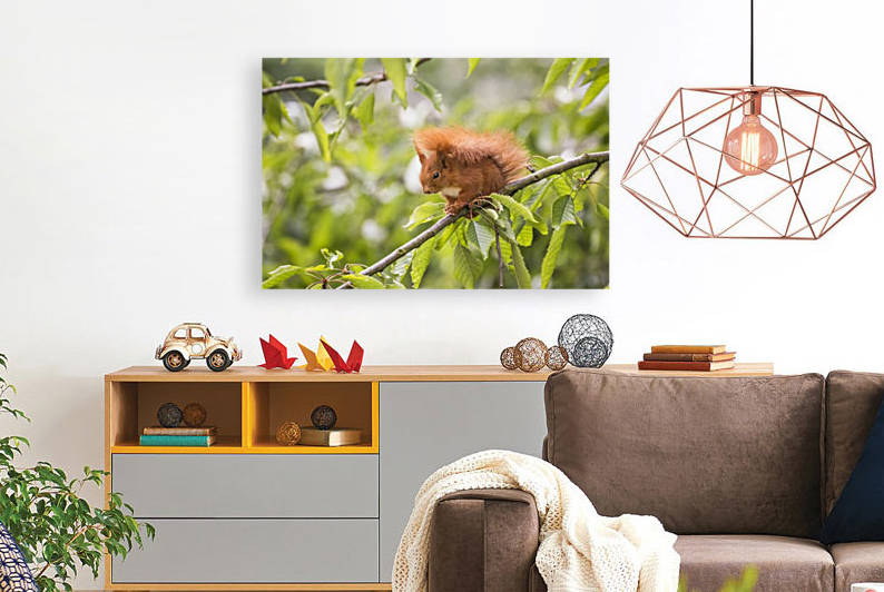Portrait of a Squirrel by Patrice von Collani