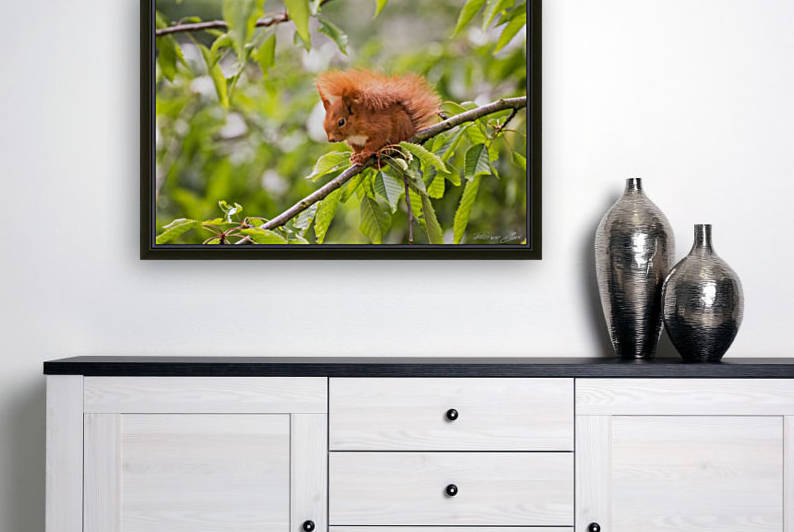Squirrel by Patrice von Collani