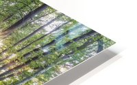 Wild Garlic Path HD Metal print