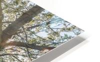 Cherry Blossom HD Metal print