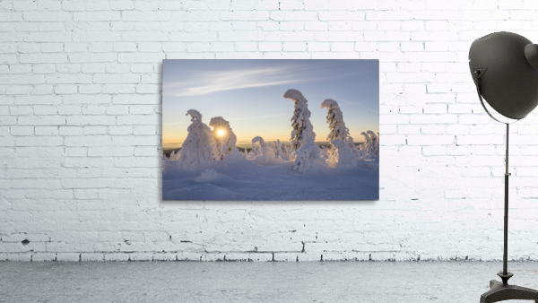 Winter Firs Wall Preview