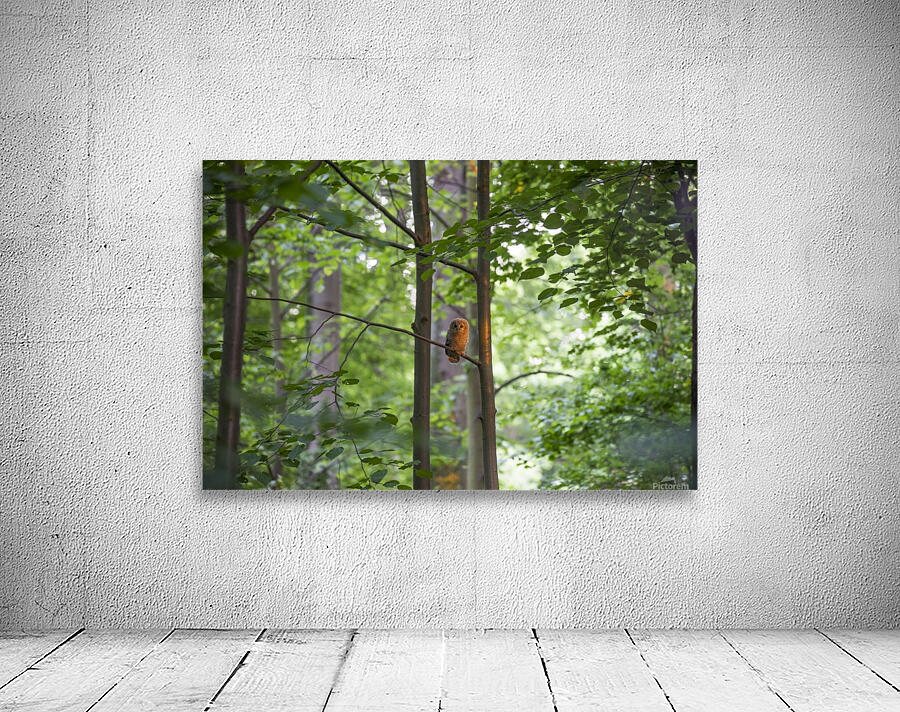 Little Owl Wall Preview