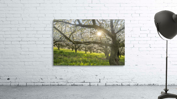 Cherry Blossom Wall Preview