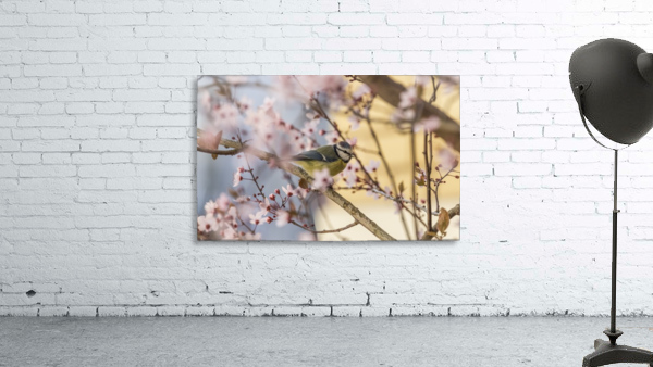 Blue Tit Wall Preview