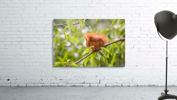 Squirrel Wall Preview