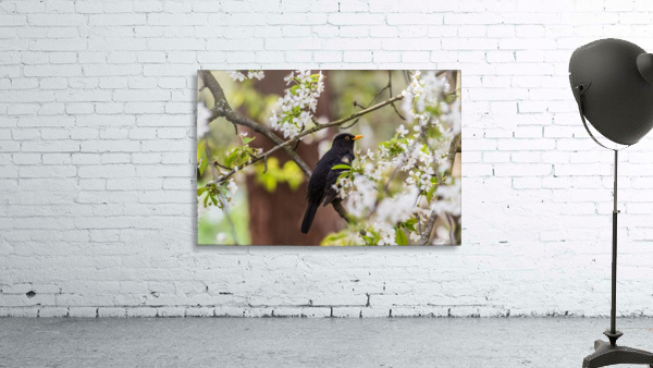 Blackbird Wall Preview