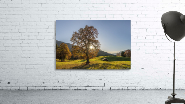 Autumn Tree Wall Preview