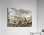 Vibrant Beauty Acrylic Print