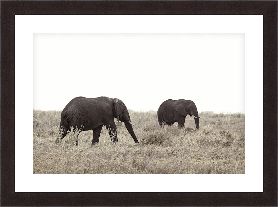Dusk Grazing Picture Frame print