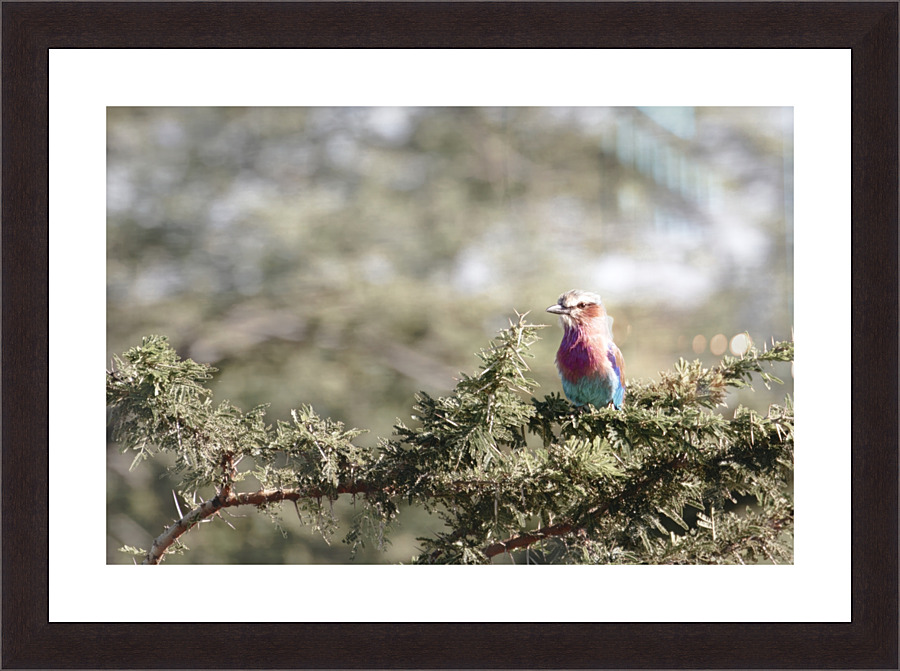 Vibrant Beauty Picture Frame print