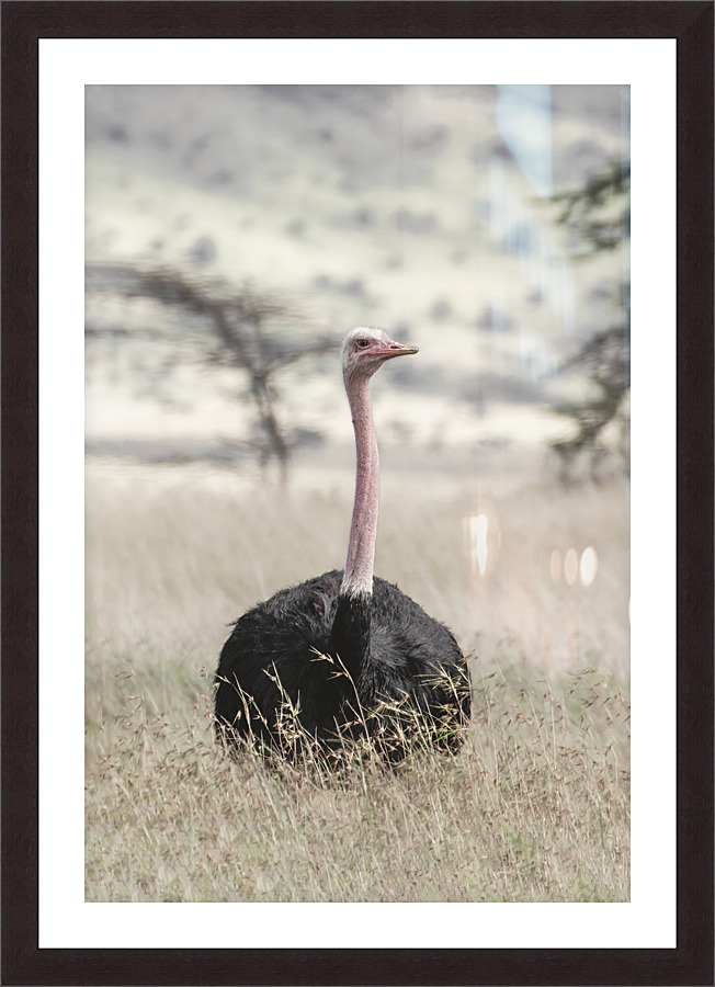 Regal Stance Picture Frame print