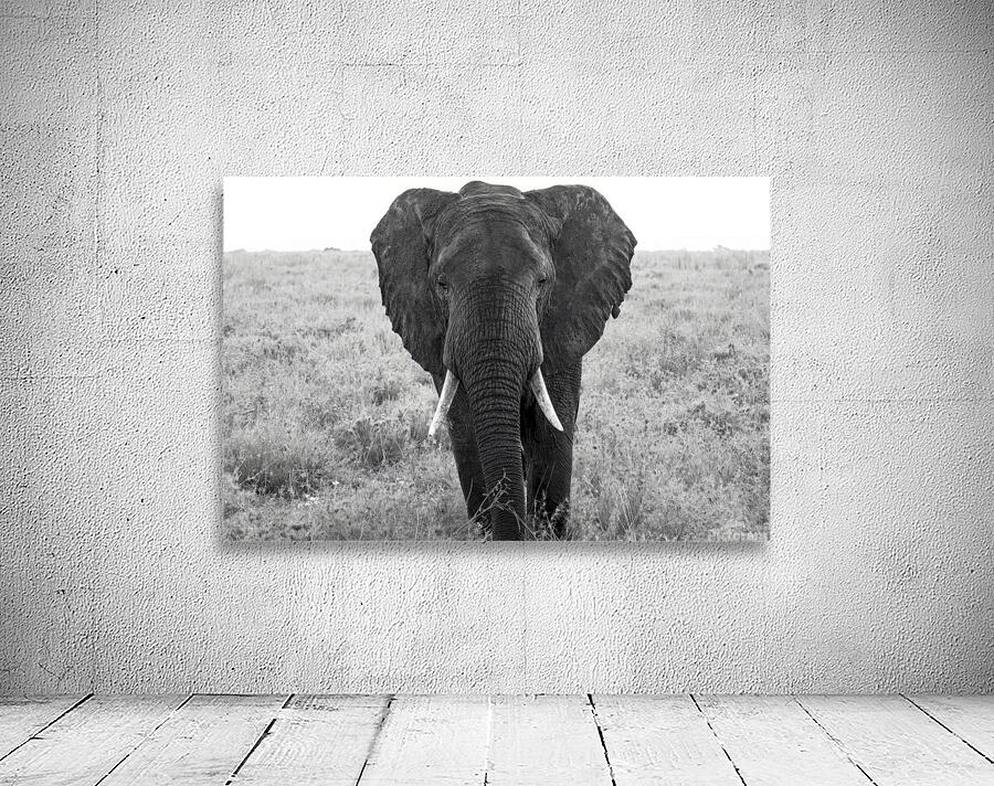 Powerful Gaze Monochromatic Wall Preview