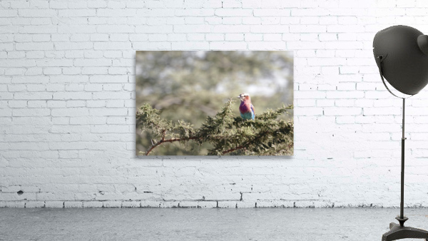 Vibrant Beauty Wall Preview