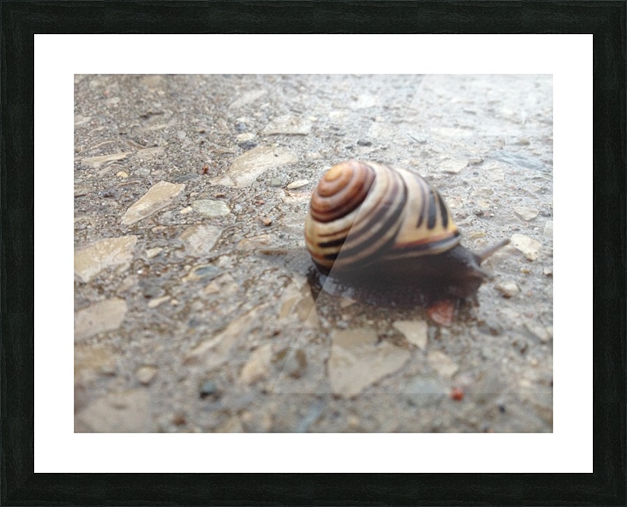 Stone Snail Picture Frame print