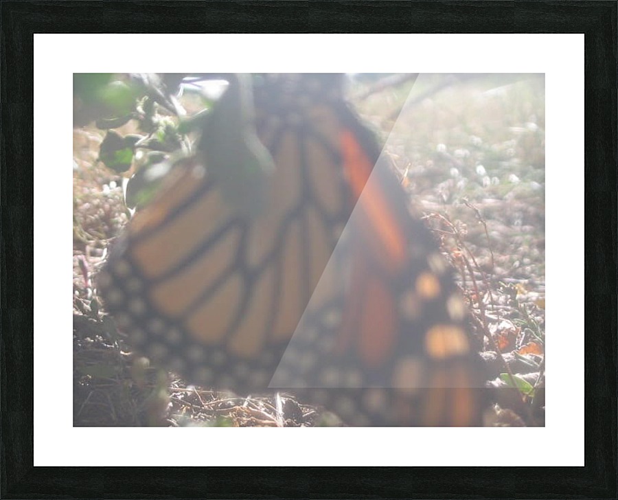 Faded Monarch Picture Frame print