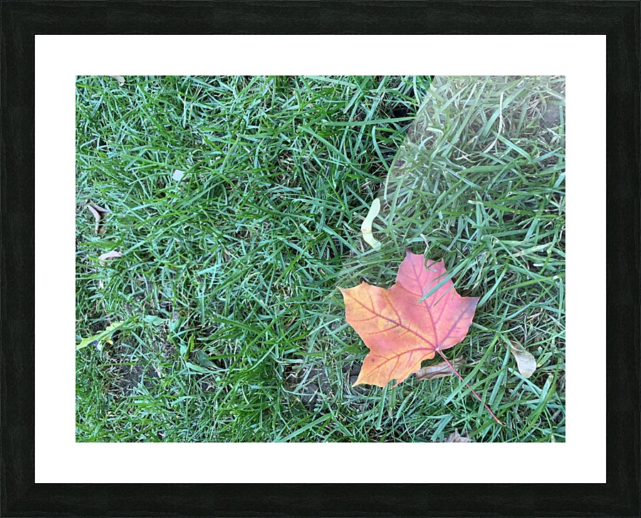 Lone Leaf Picture Frame print