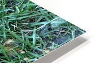 Lone Leaf HD Metal print