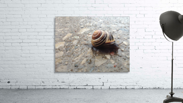 Stone Snail Wall Preview
