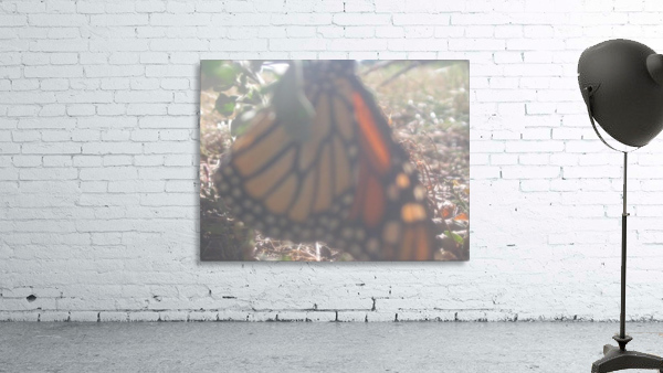 Faded Monarch Wall Preview