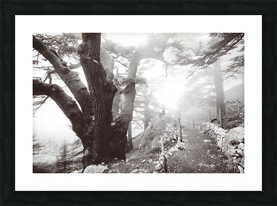 The Silence  Picture Frame print