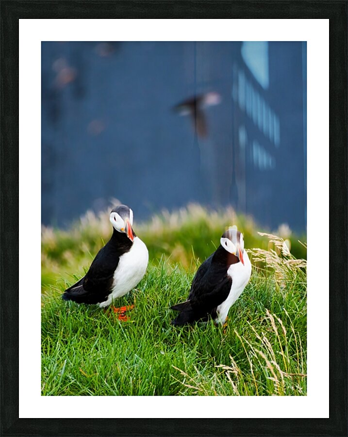 The Pair Picture Frame print