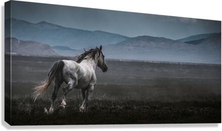 Onaqui Wild Horses Canvas Print