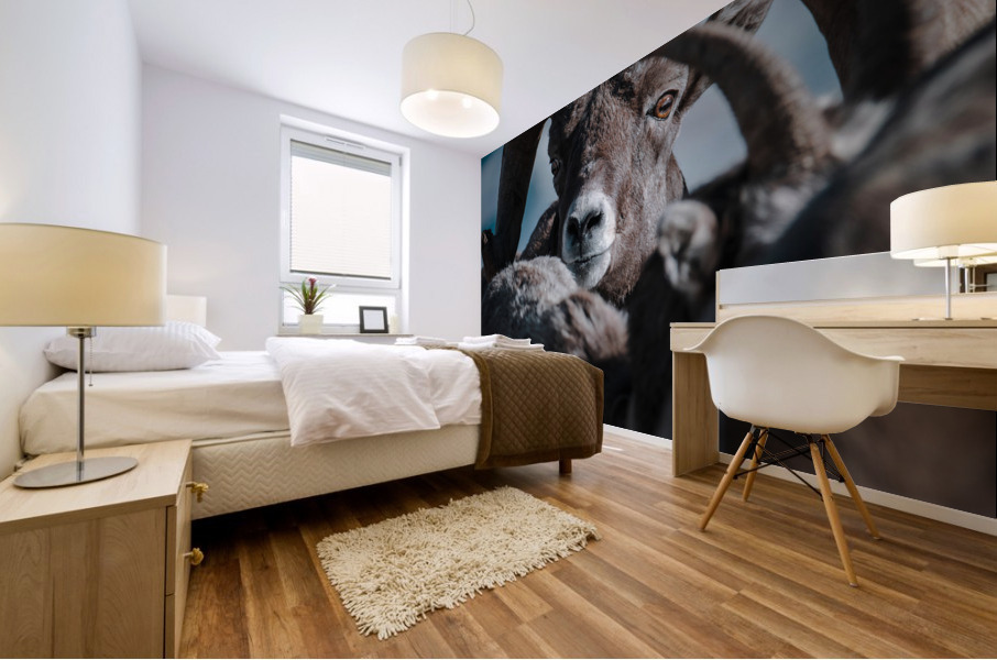 Sheep Eyes Mural print