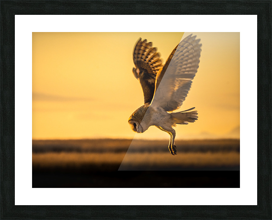 Barn Owl Picture Frame print