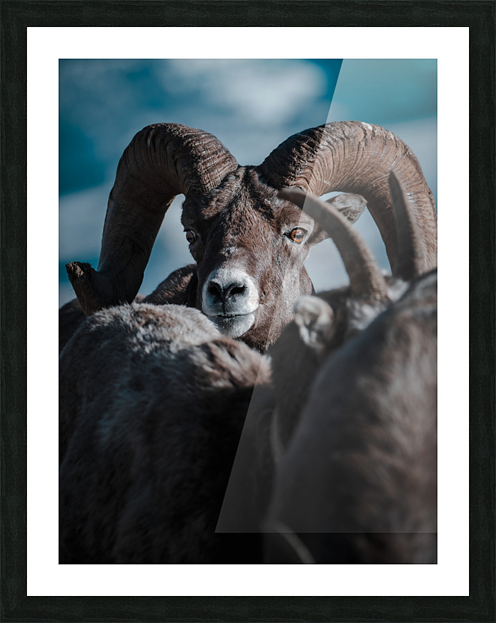 Sheep Eyes Picture Frame print