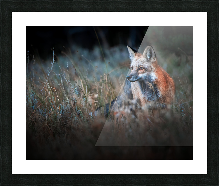 Foxy Picture Frame print