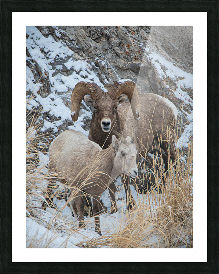 Curious Sheep Picture Frame print