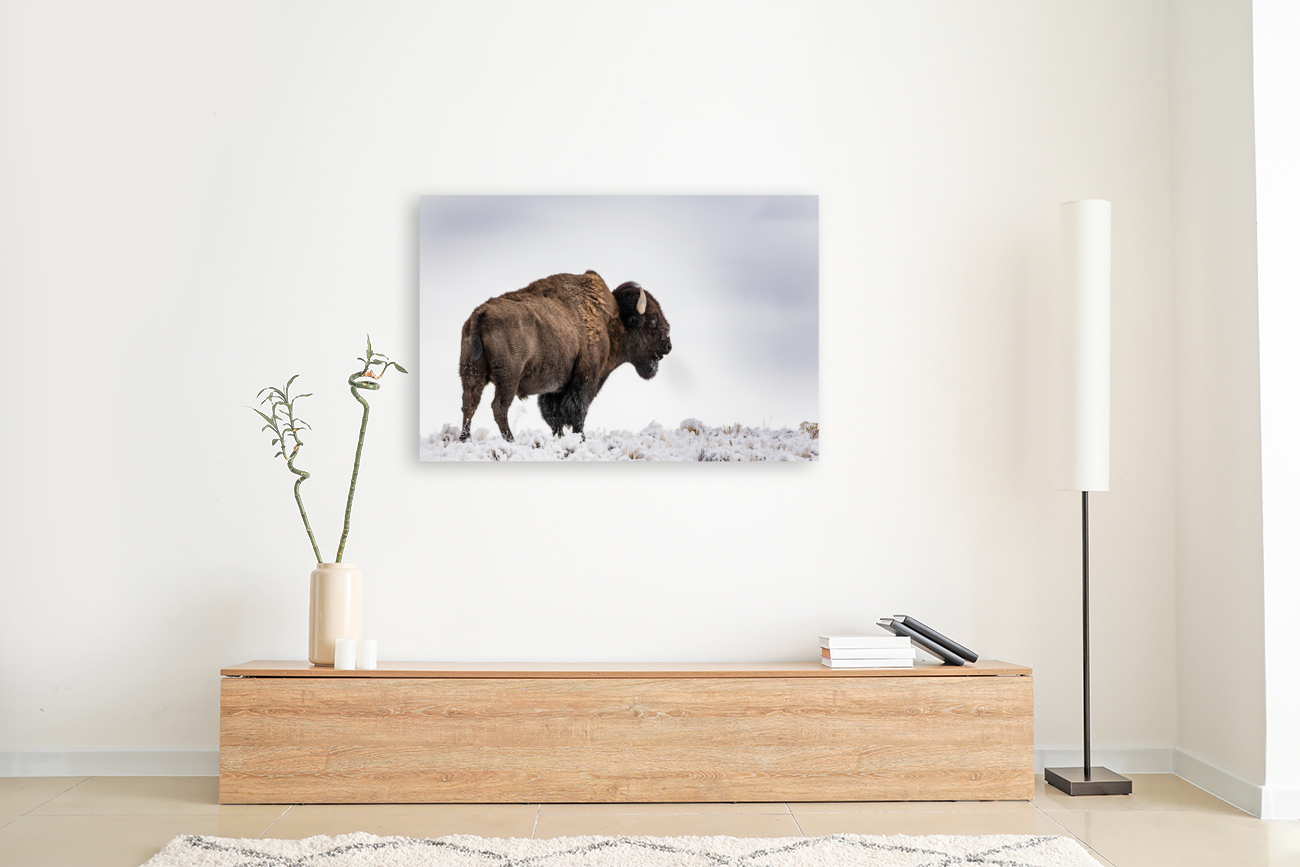 Lone Bison Reproduction