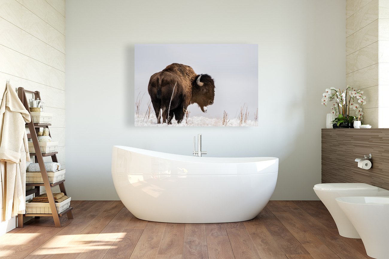 Bison in Snow Reproduction
