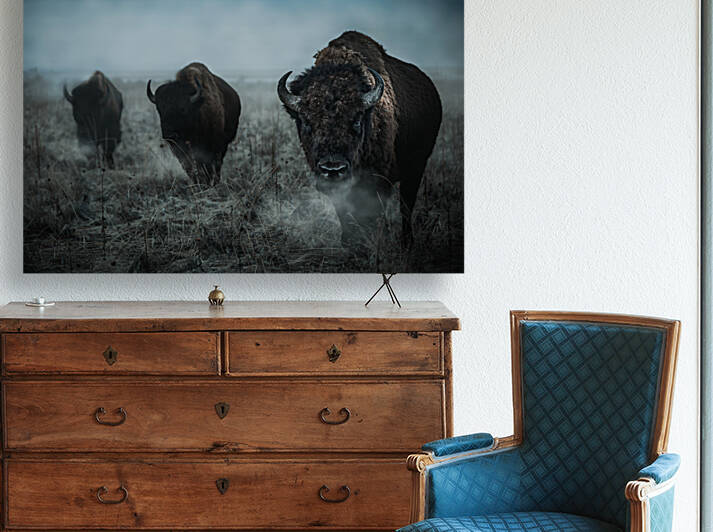 American Bison Reproduction