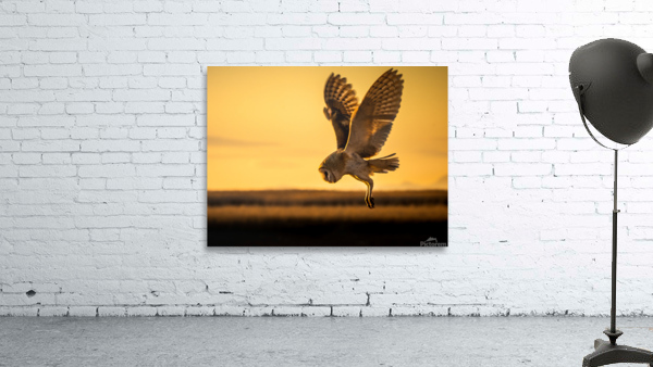Barn Owl Wall Preview
