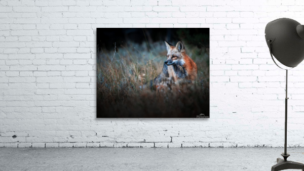 Foxy Wall Preview